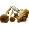 Buy Psychedelic Magic Mushroom Online
